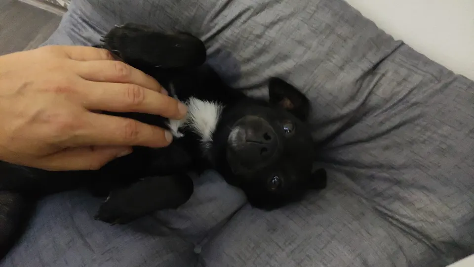 Looking for an Adorable Black Dog for Adoption