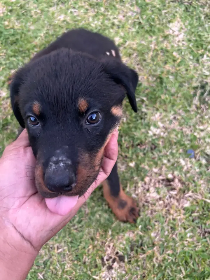 Adorable Rottweiler Puppy for Sale