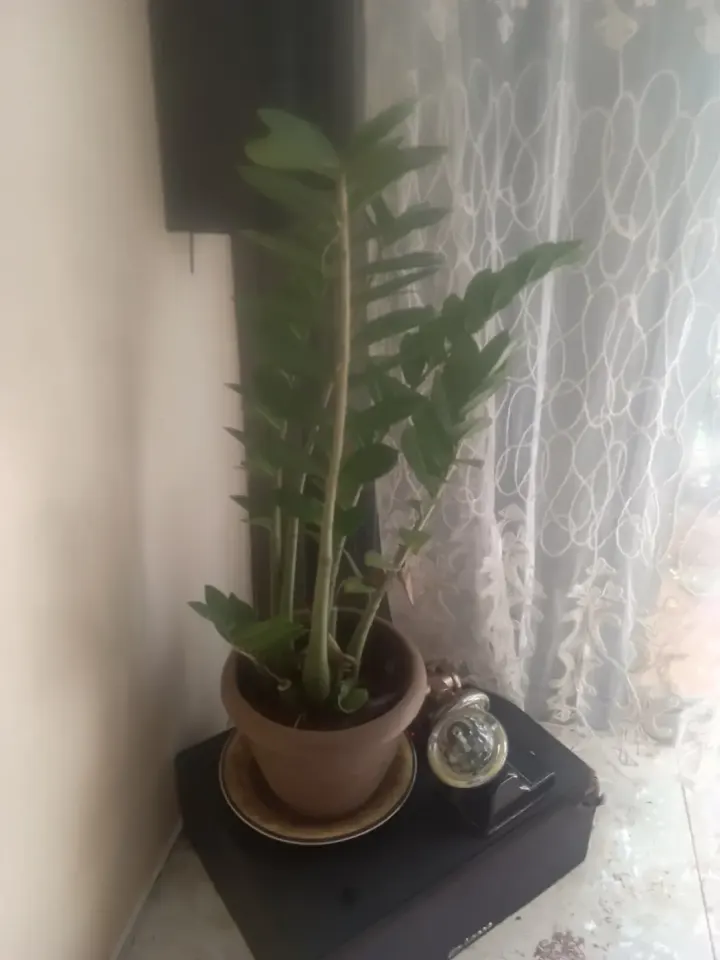 Plante ZZ (Zanzibar Gem) en Pot