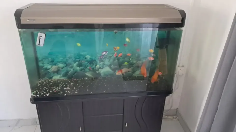 Large Aquarium with Stand and Fish