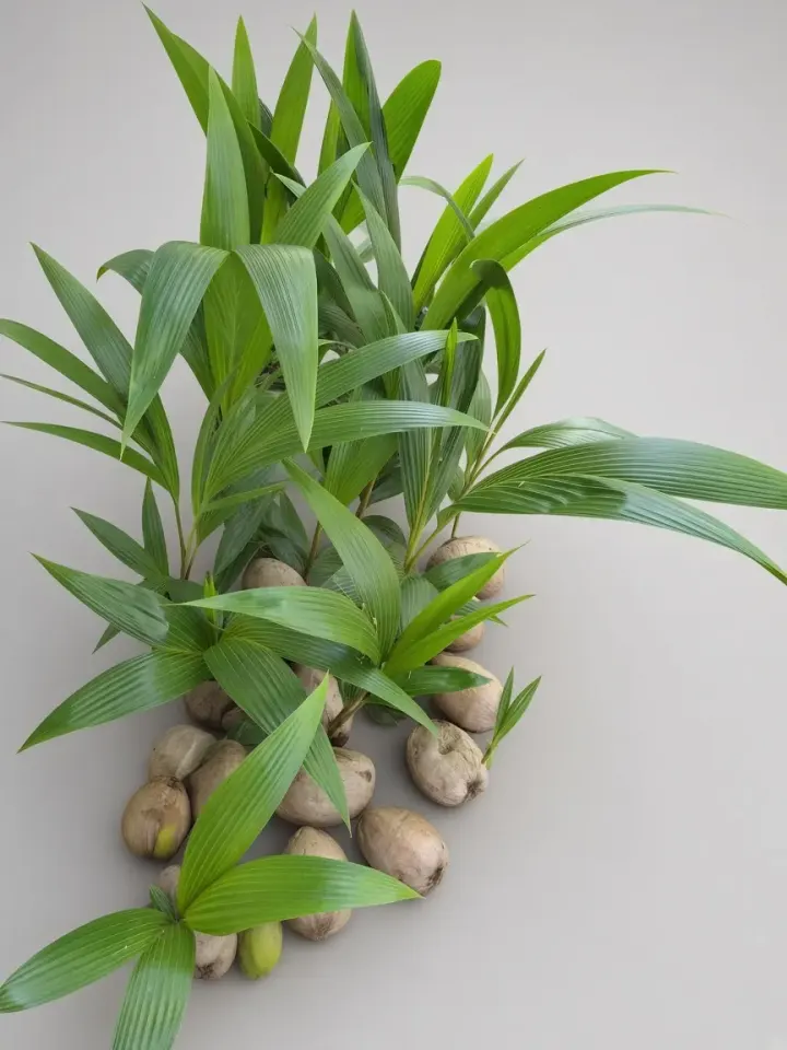 Sprouted Coconut Plants for_Sale