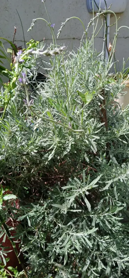 Plant Lavand