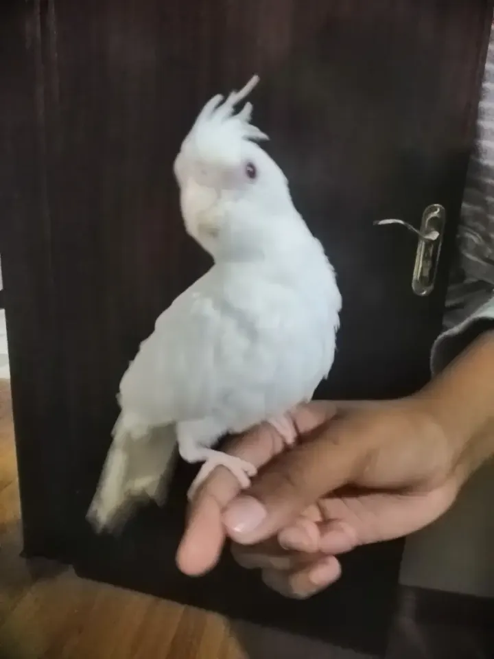White Cockatiel for sale