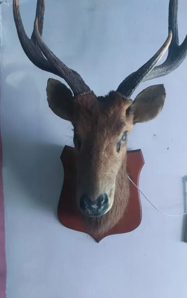 Deer Head Taxidermy Wall Mount