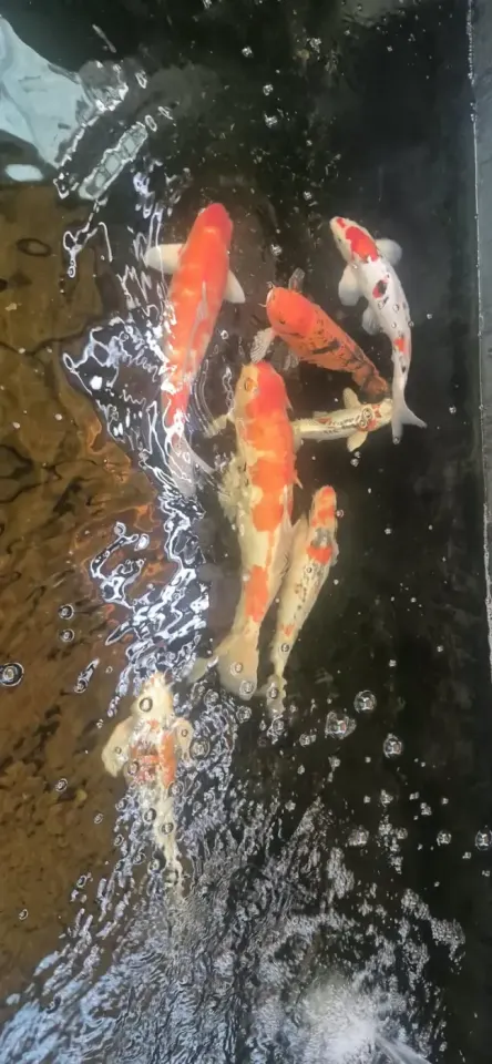 Beautiful Koi Fish for Sale