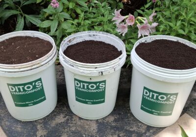 Vermicompost in 20L buckets with Dodo emblem