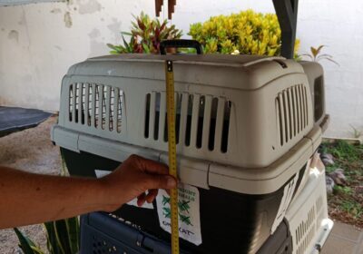 Pet Carrier with Handle, Beige, for Cats and Small Dogs