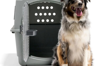 Dog in front of a grey pet carrier with ventilation holes and a door.