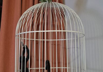 Decorative birdcage with plants and black birds