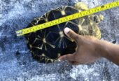 Tortue de terre