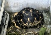 Tortue de terre