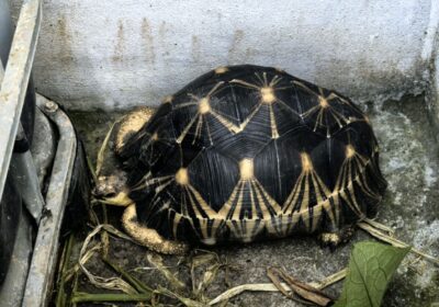 Tortoise with patterned shell on concrete floor