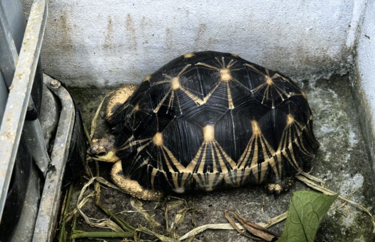 Tortue de terre